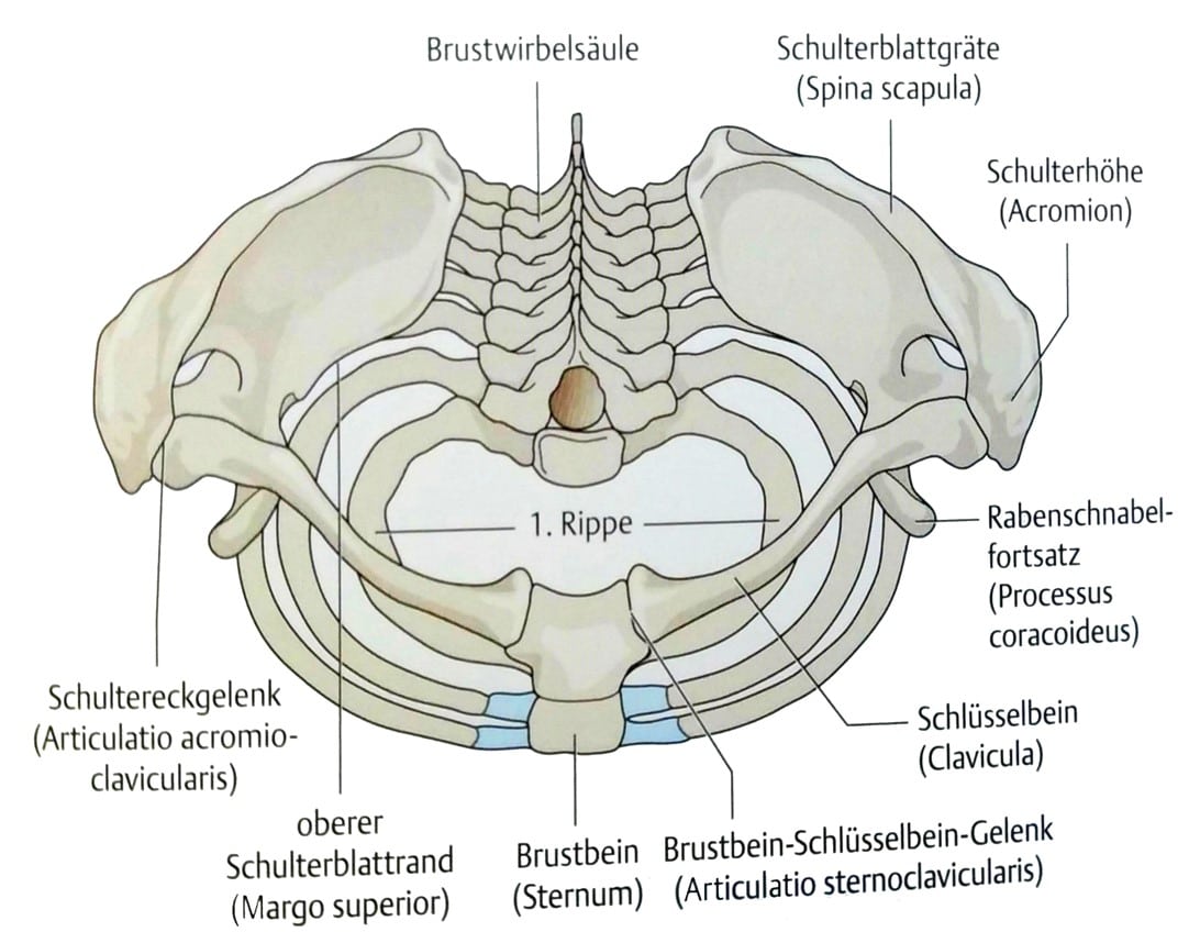 Schultern Anatomie knöcherner Schultergürtel von oben