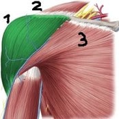 Schultergelenk Anatomie muskuläre Umgebung